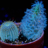Cactus on Ultraviolet Photography