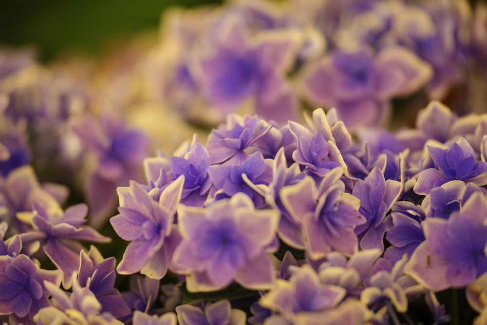 紫陽花
