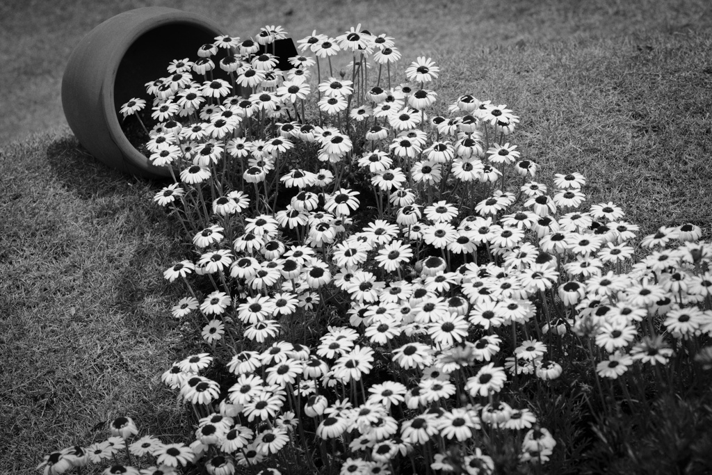 野の花