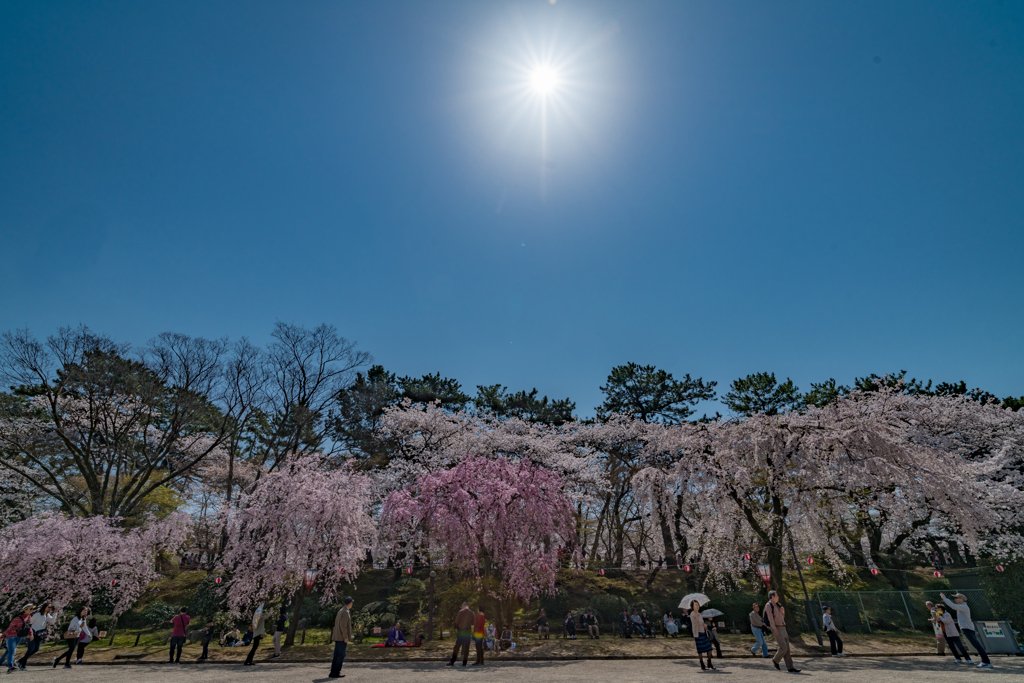桜 