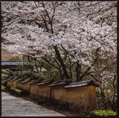 桜　土塀のある風景４