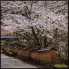 桜　土塀のある風景４