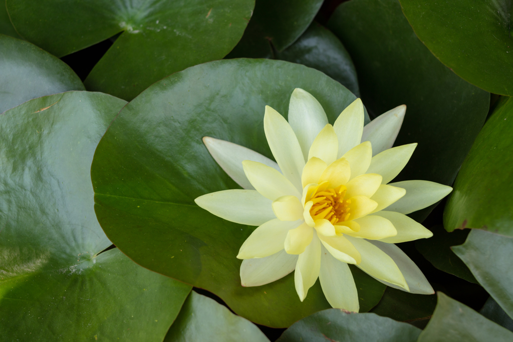  Water lily