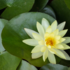  Water lily