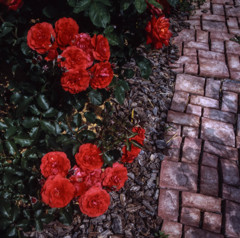 赤薔薇と煉瓦の情景