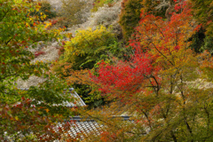 川見四季桜