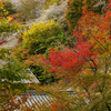 川見四季桜