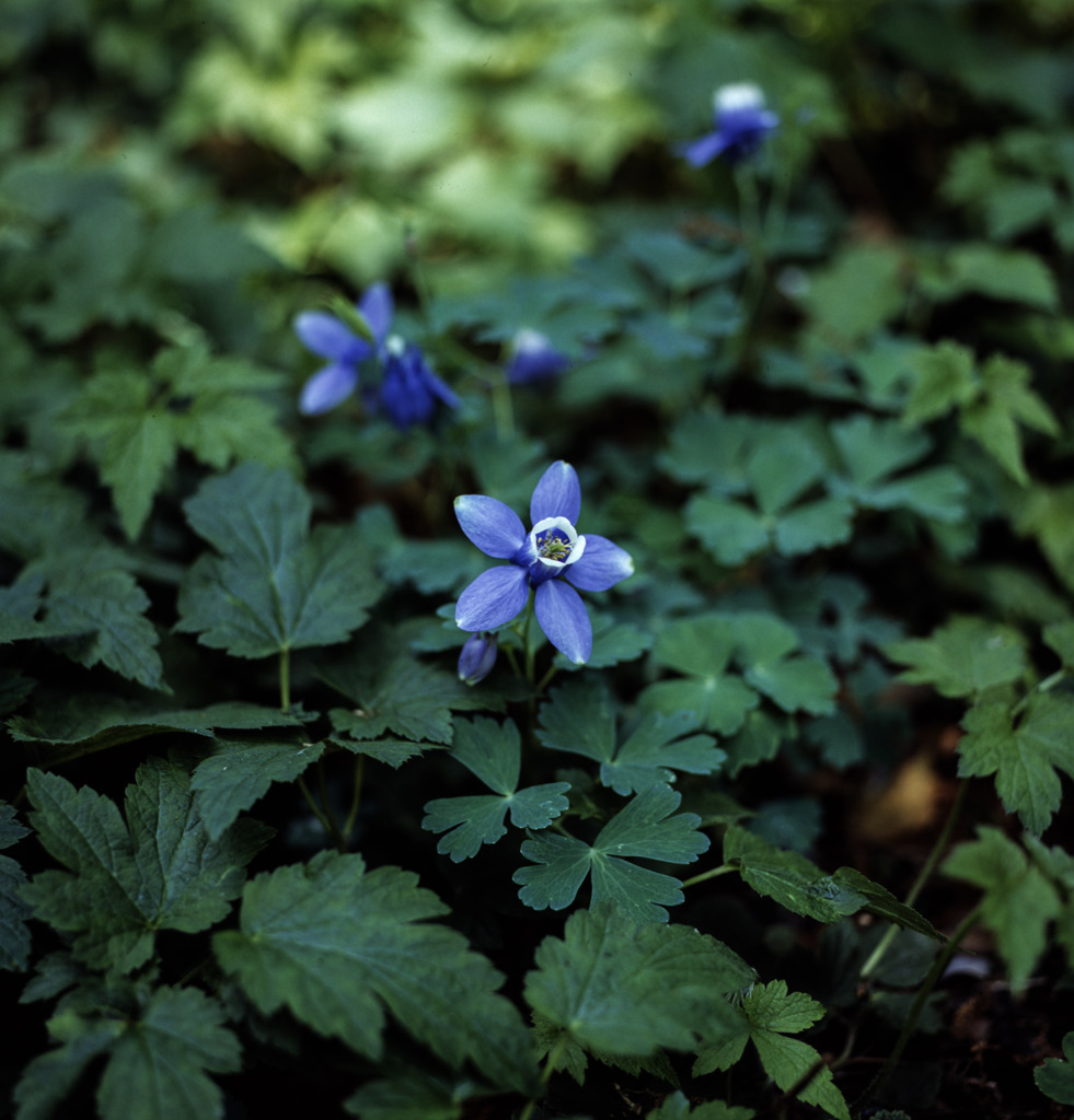 名もなき花