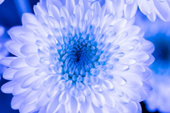 Blue Chrysanthemum