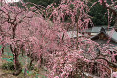 大縣神社枝垂れ梅