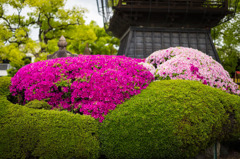 建中寺　ツツジ　４