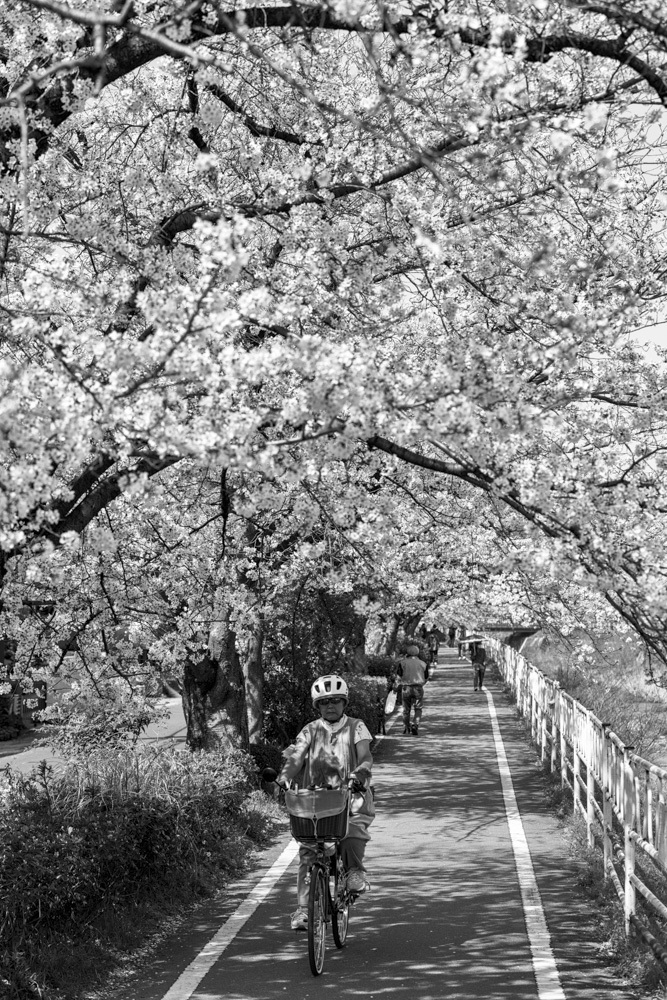 桜トンネル