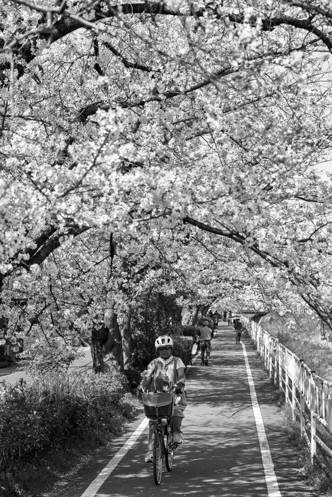 桜トンネル