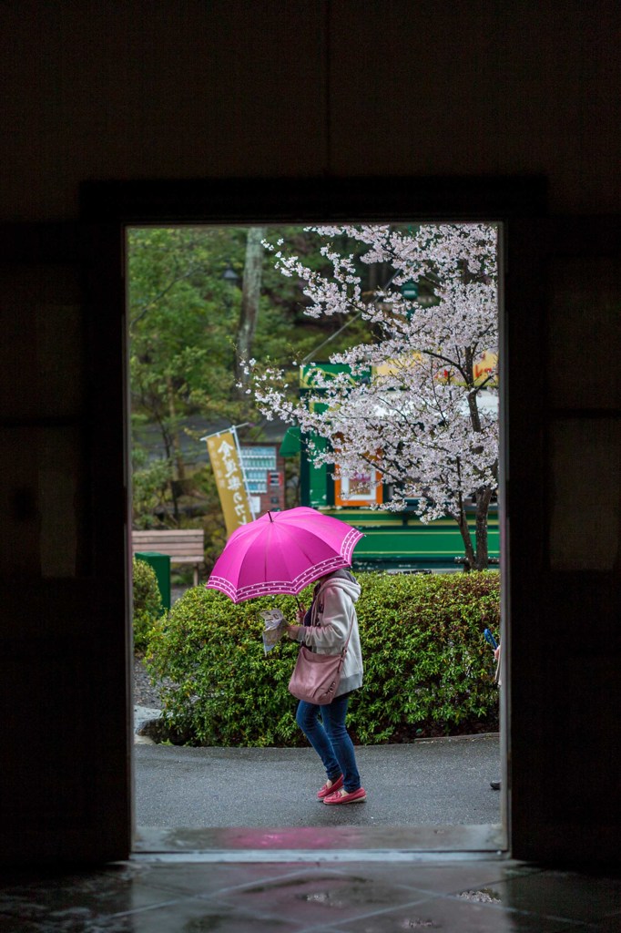 雨桜２