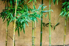 竹　in front of the 土塀