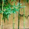 竹　in front of the 土塀