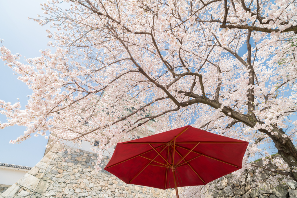 桜 名古屋城
