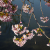 河津桜