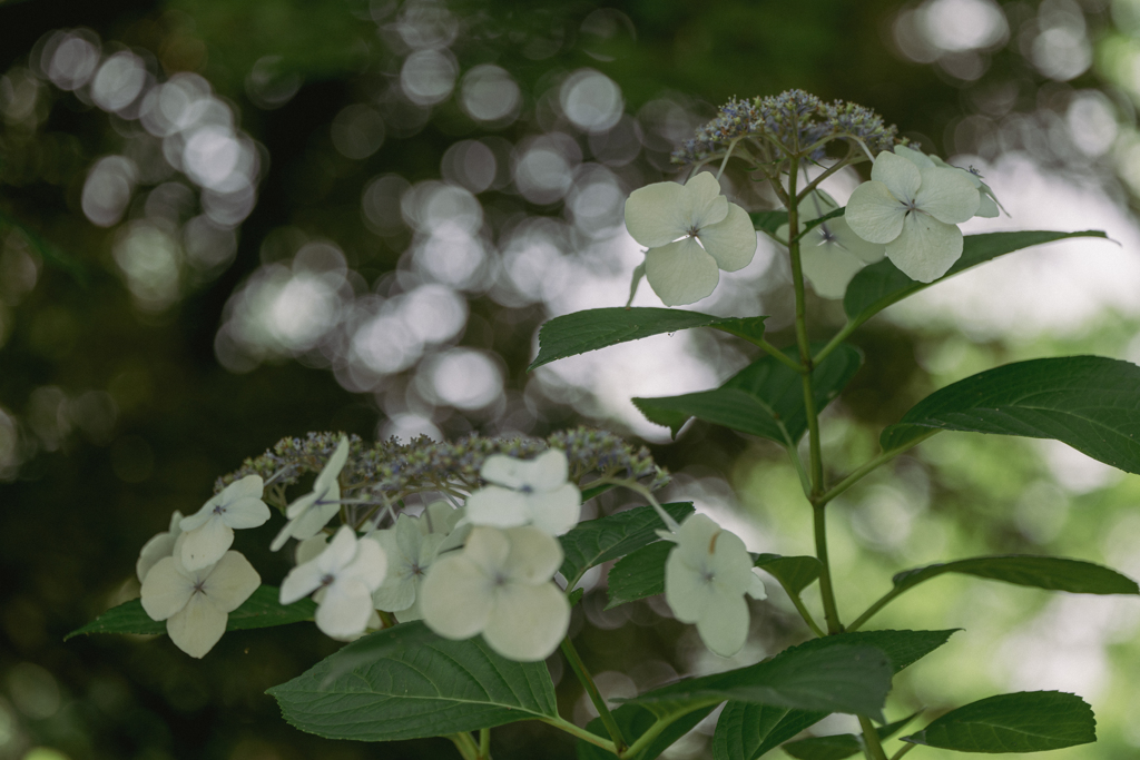 紫陽花