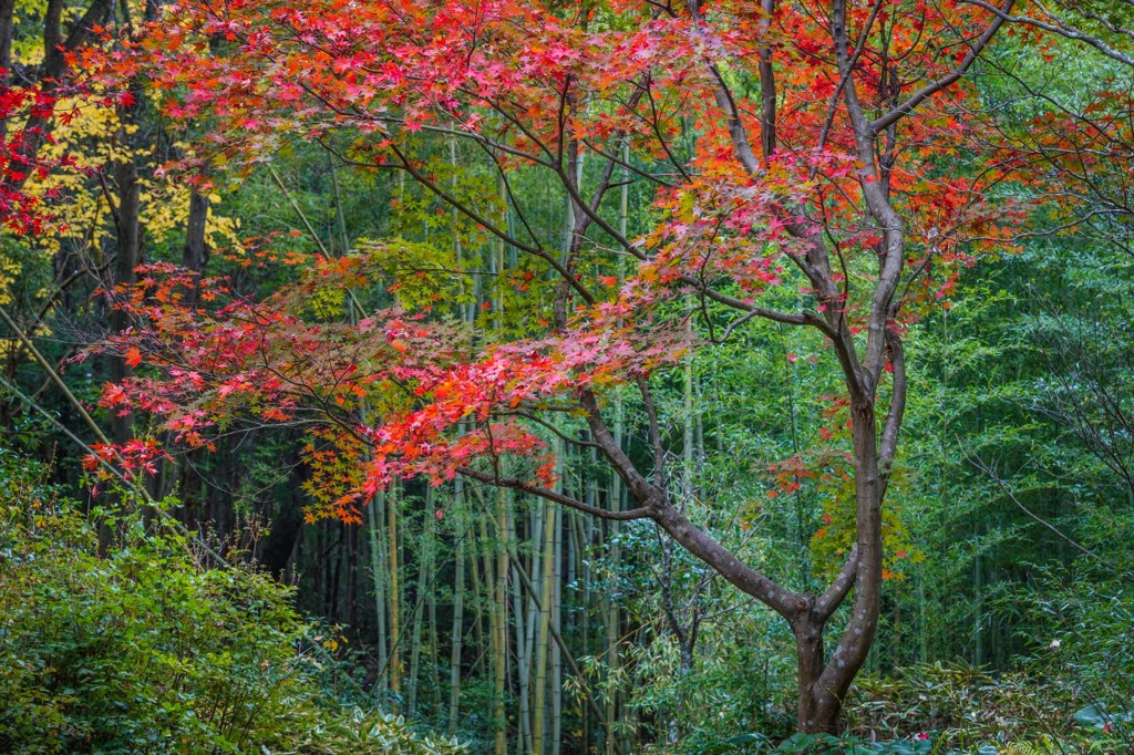 幽幻