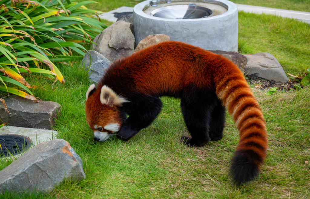 レッサーパンダ