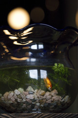 お魚になったら