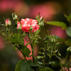 薔薇５