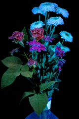 Ultraviolet photography