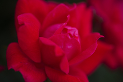 薔薇