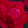 薔薇