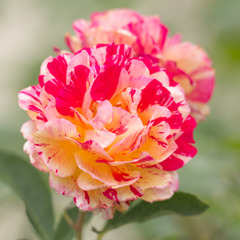 プライベートバラ園５