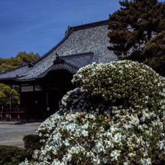 ツツジ　建中寺