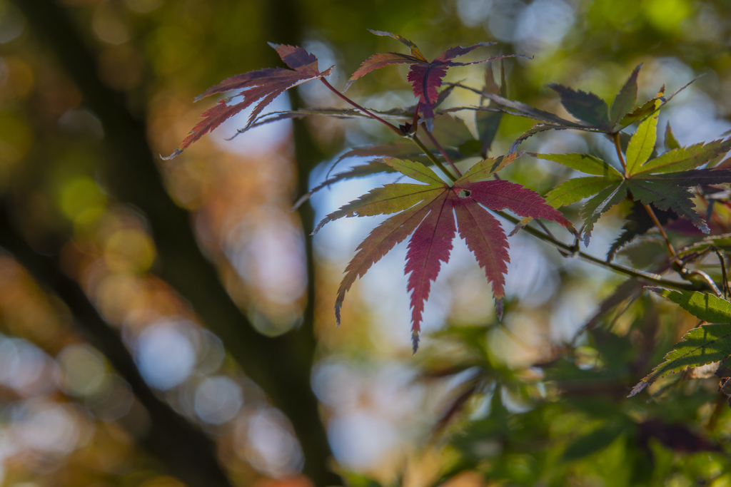 紅葉