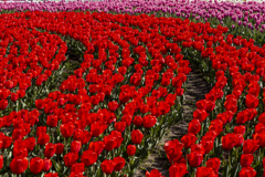 Red tulips