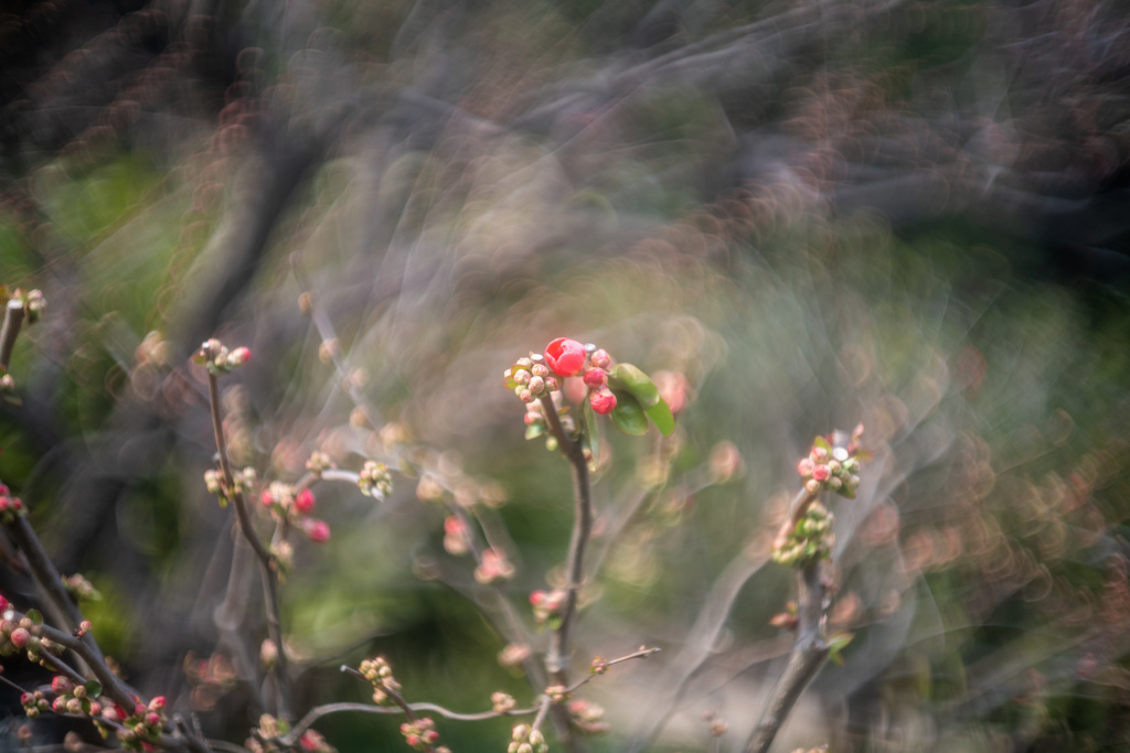 a Japanese quince