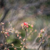 a Japanese quince