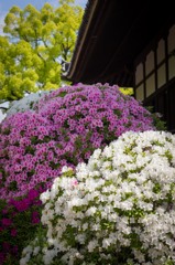 建中寺　ツツジ　１
