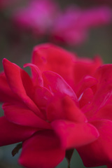 薔薇 薔薇