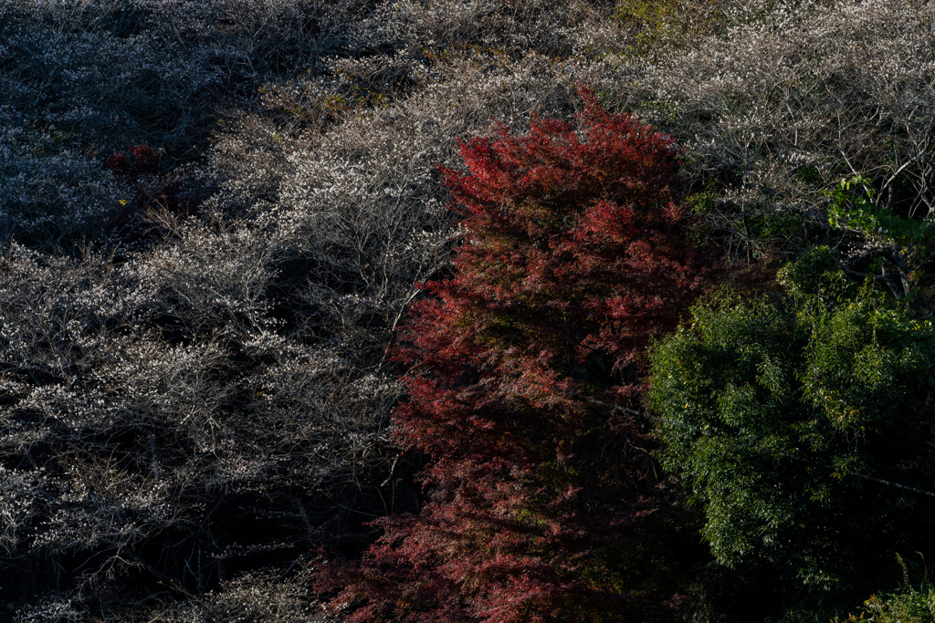 四季桜