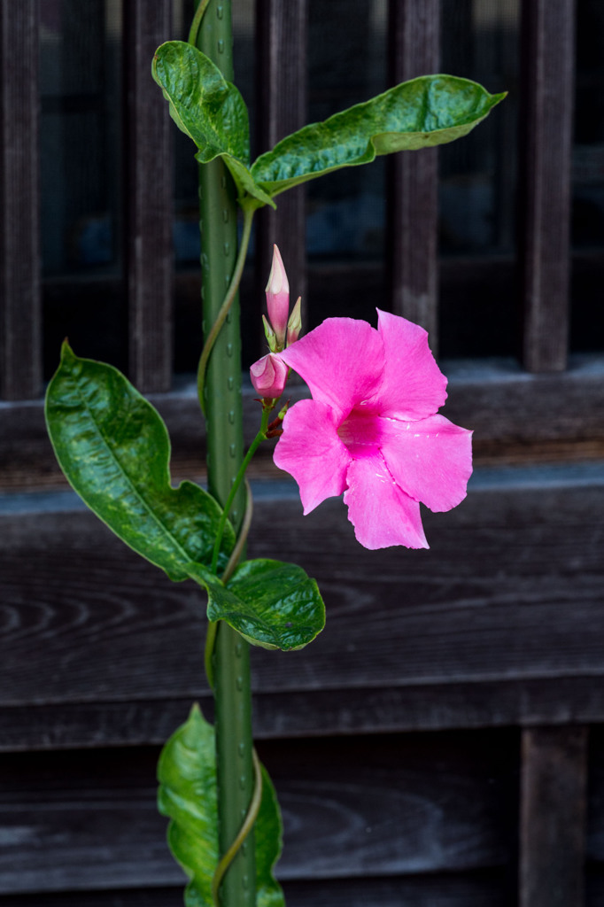 妻籠宿　もてなしの花２