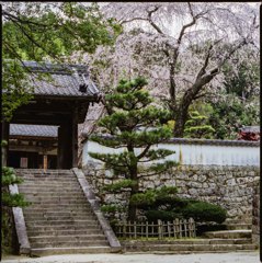 桜　高月院のしだれ桜 2