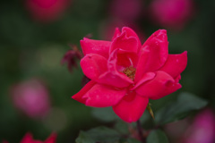 ぎふワールド・ローズガーデン ぎふワールド・ローズガーデン