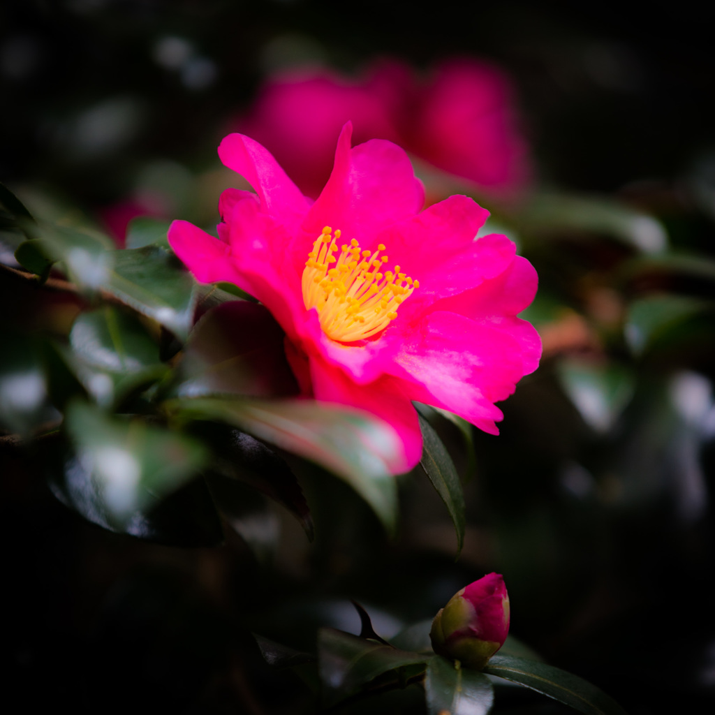 山茶花