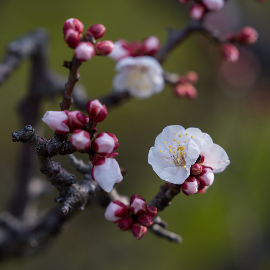 水温む日の白梅