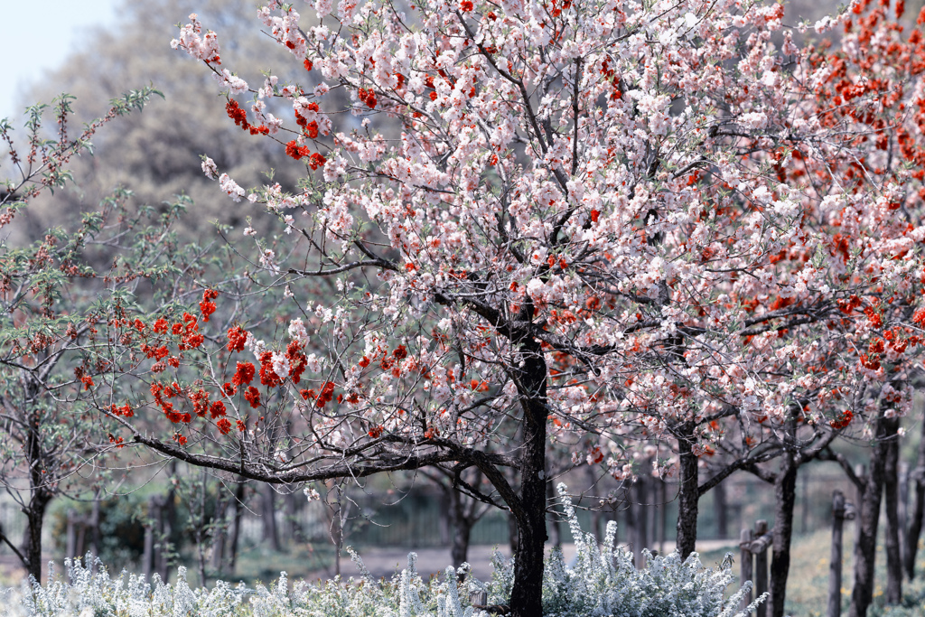 花桃