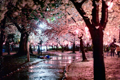 雨夜桜