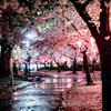 雨夜桜