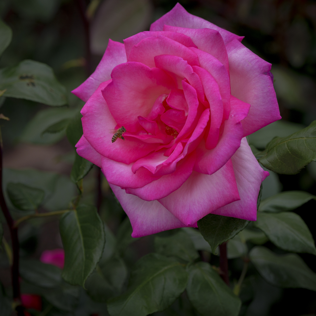 薔薇の季節