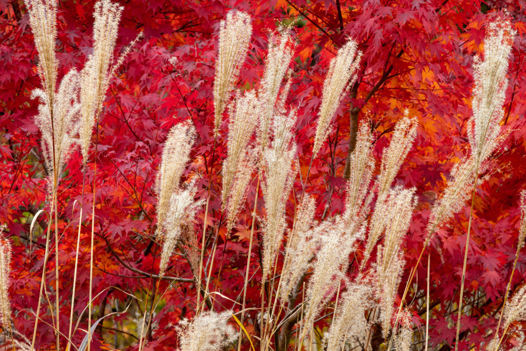 紅葉を背景に