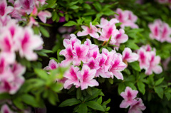 建中寺　ツツジ　３